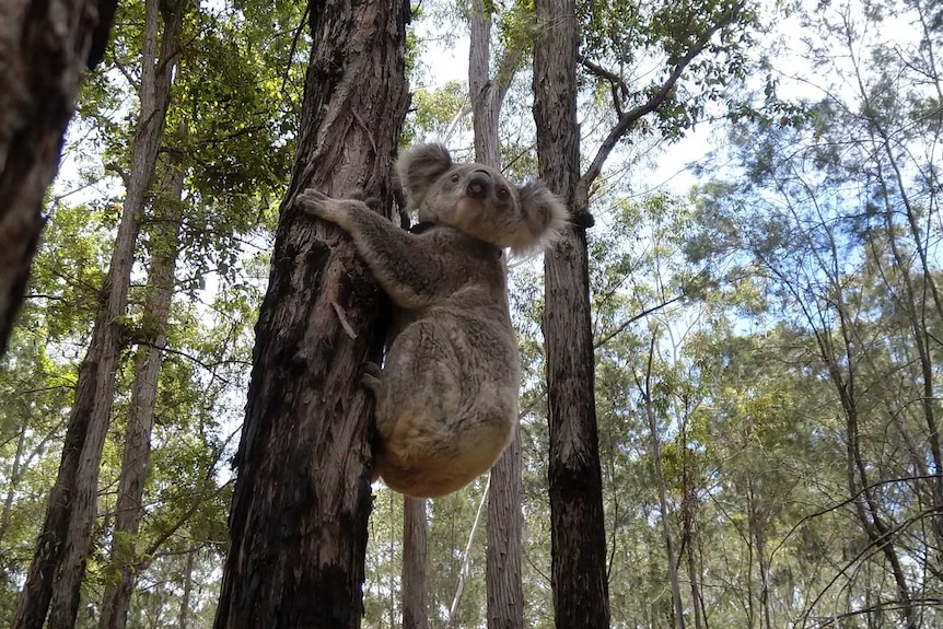 A koala climbing a tree in the middle of a forest.