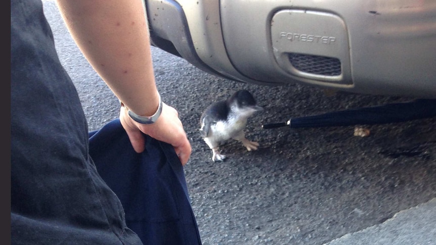 Penguin chick under car