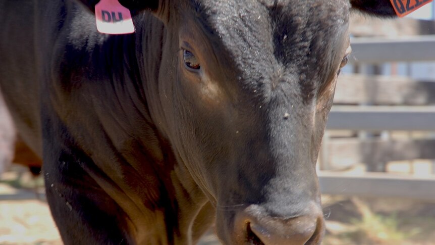 A close up of the head and shoulder of a black wagyu bull.