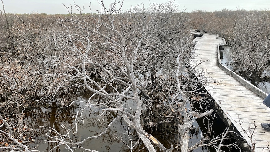 Dead mangroves rise from the water next to a boardwalk