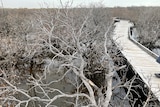 Dead mangroves rise from the water next to a boardwalk