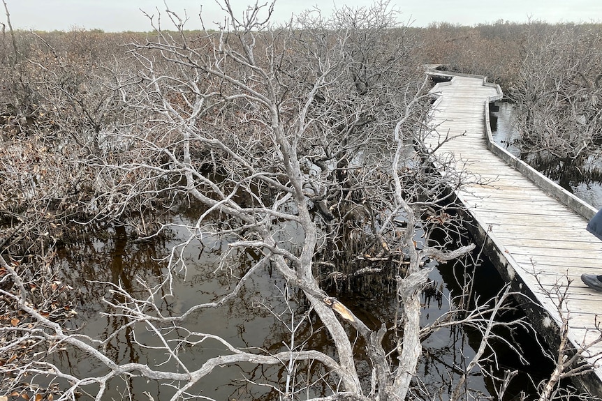 Dead mangroves rise from the water next to a boardwalk