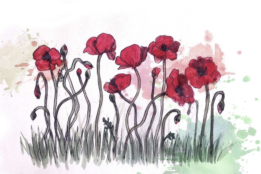 An illustration of poppies