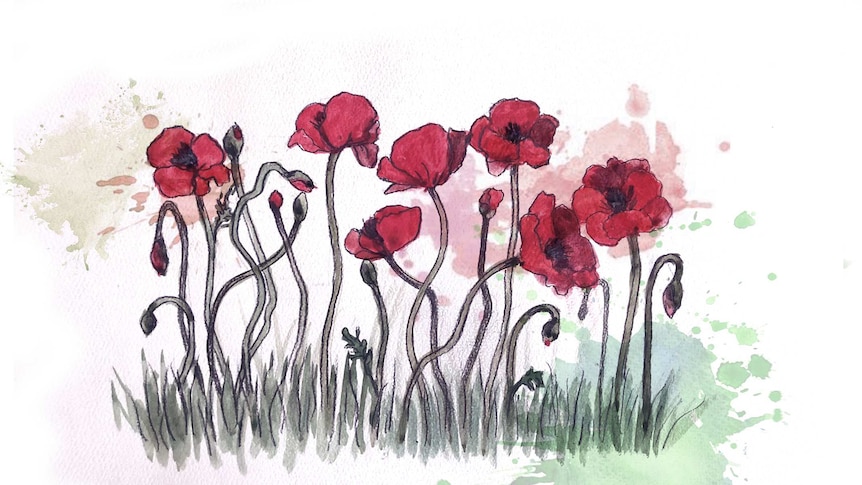 An illustration of poppies