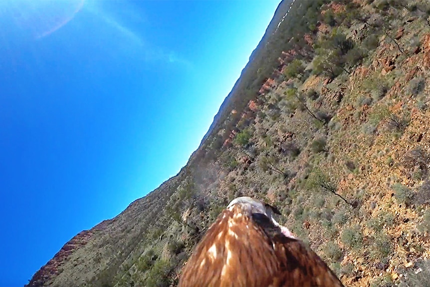 Sonder the eagle giving us a bird's eye view of the Alice Springs Desert Park