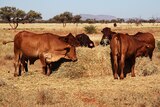 Hamersley cattle eating hay