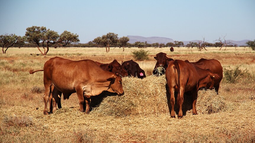 Hamersley cattle eating hay