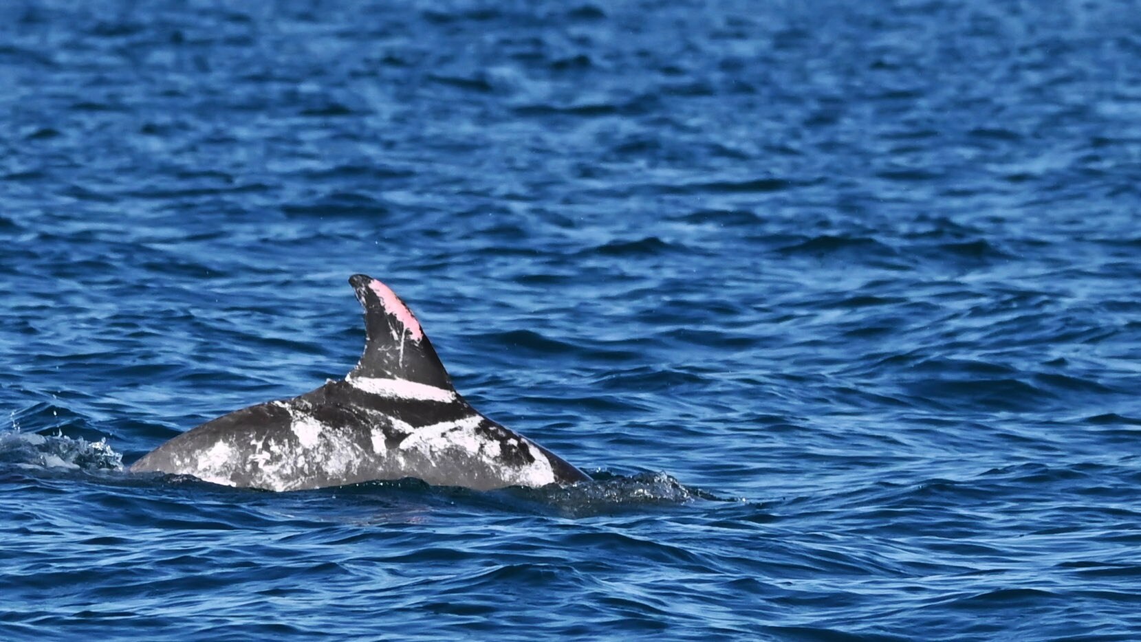 A shot showing pink, white and grey skin on the dolphin's back.