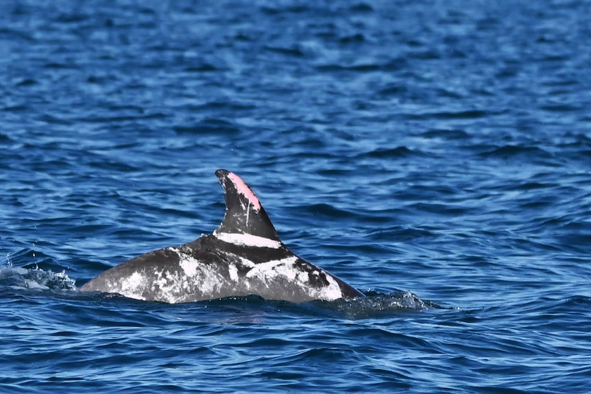 A shot showing pink, white and grey skin on the dolphin's back.