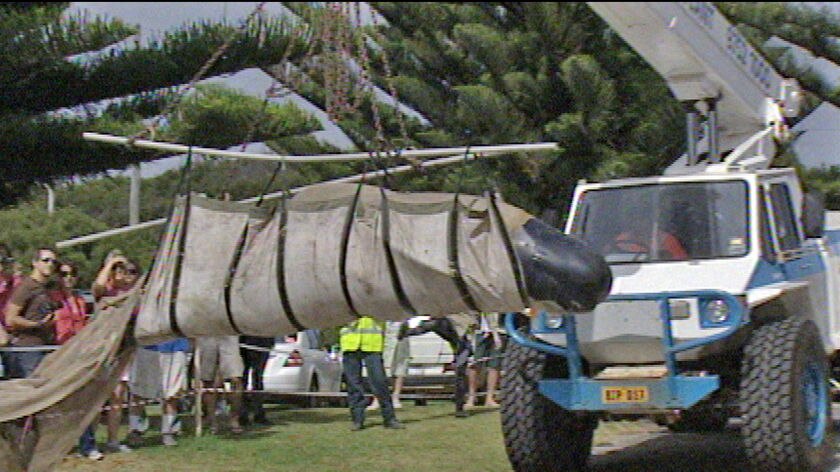 The whales were released in the waters off Augusta.