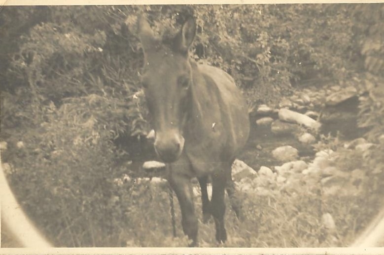 A black and white photograph of a mule in undergrowth.