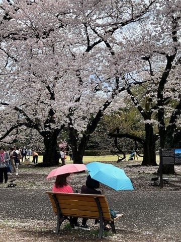 under bright umbrellas two people sit with backs to camera on park bench facing tall blossom trees covered in blooms