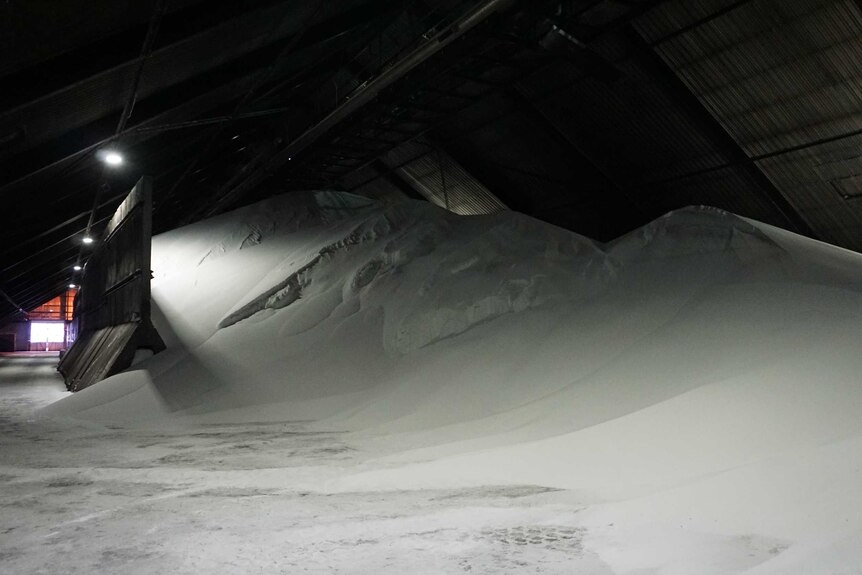 large pile of white ammonium nitrate in a very large shed