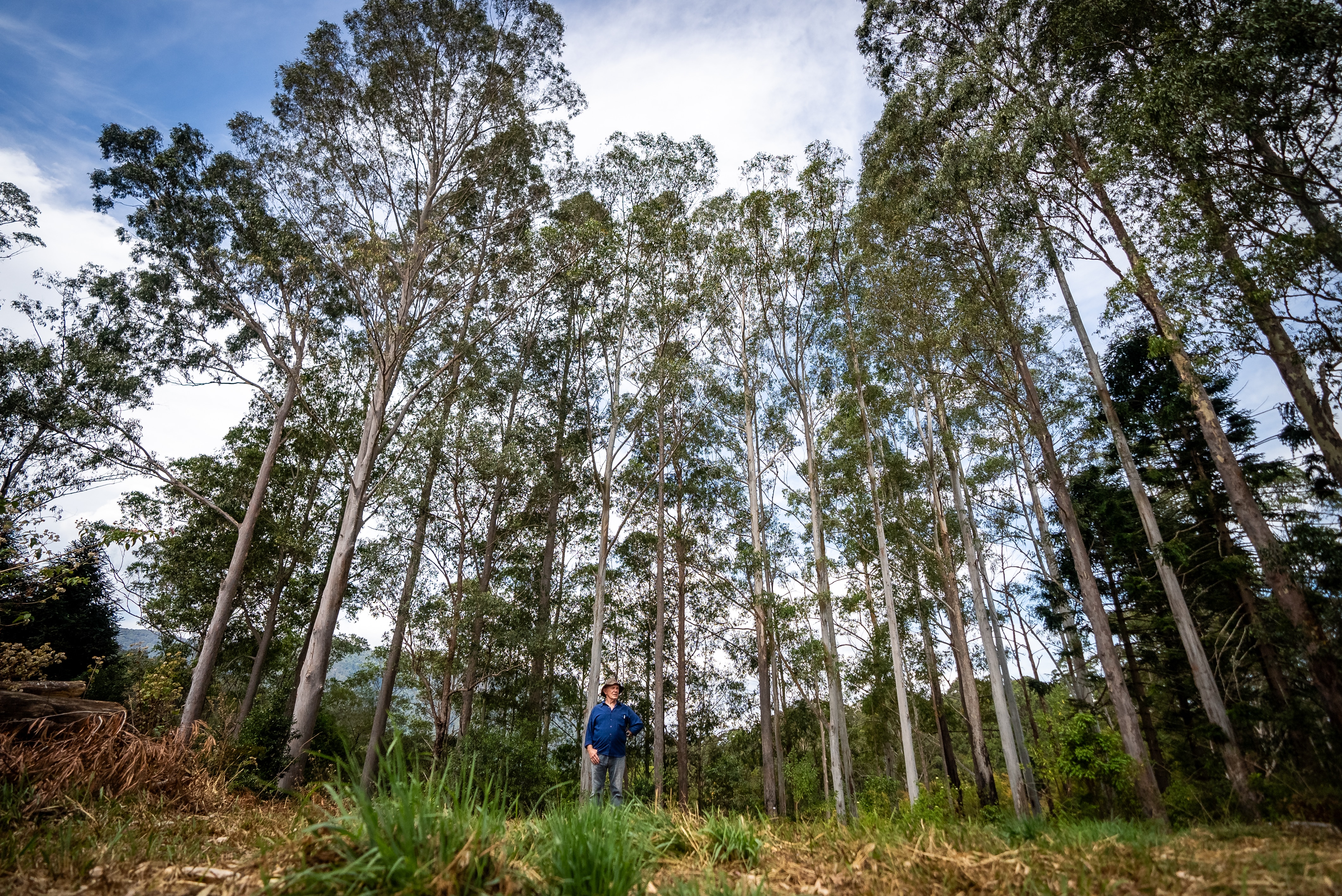 Um plano amplo voltado para altos eucaliptos com um homem de camisa azul parado na base.