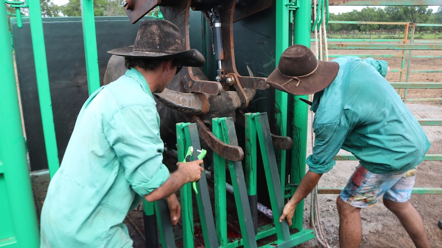 a buffalo in a processor with two men working alongside the device.