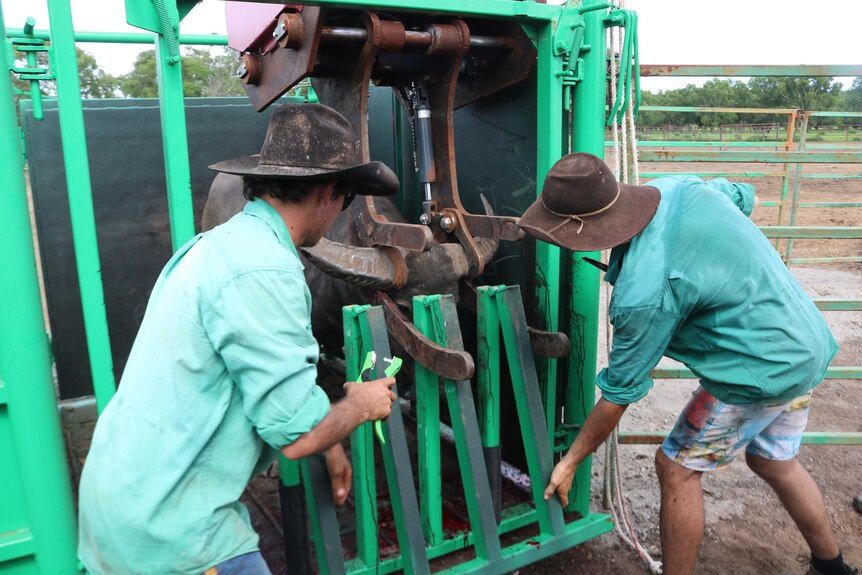 a buffalo in a processor with two men working alongside the device.