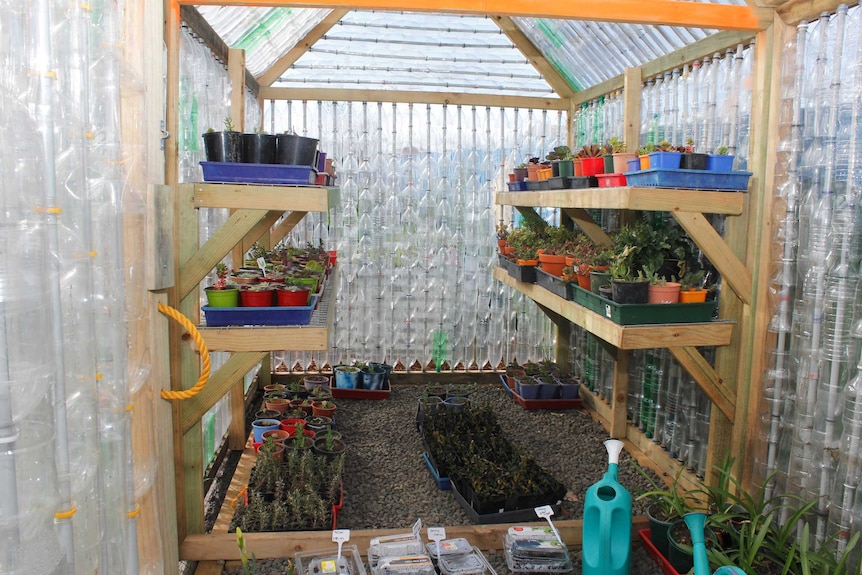 Inside the recycled bottle greenhouse at Youngtown Primary school