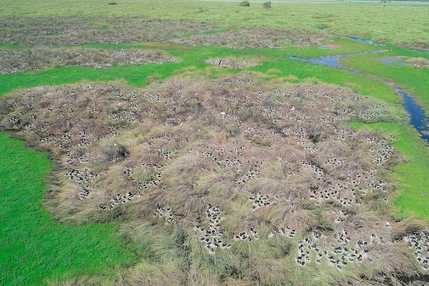 Birds sitting on an island surrounded by water 