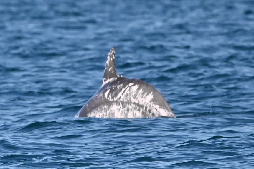  A closeup of unusual markings on the dolphin.