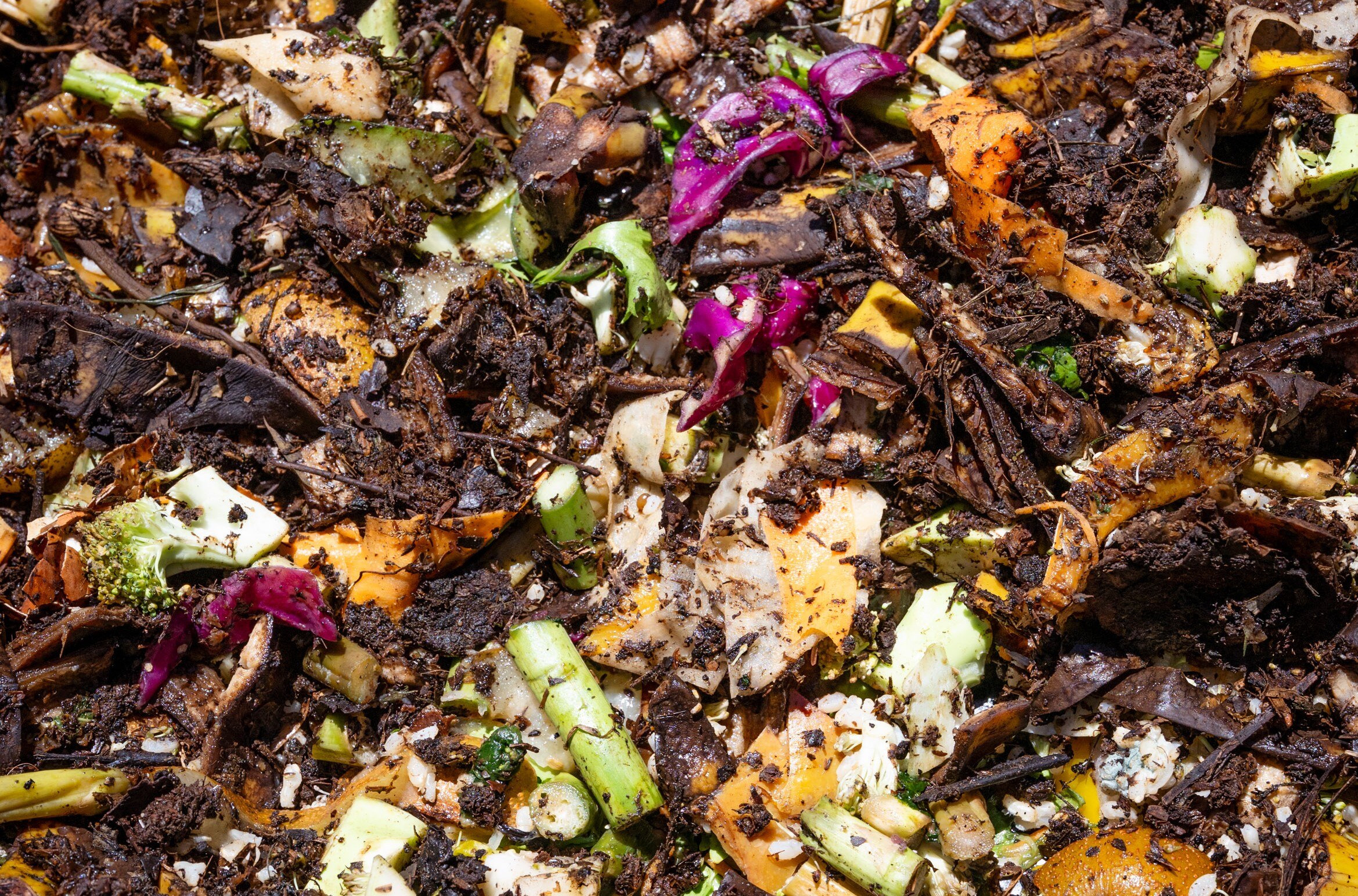 close up of organic materials being broken down in a compost pile. 