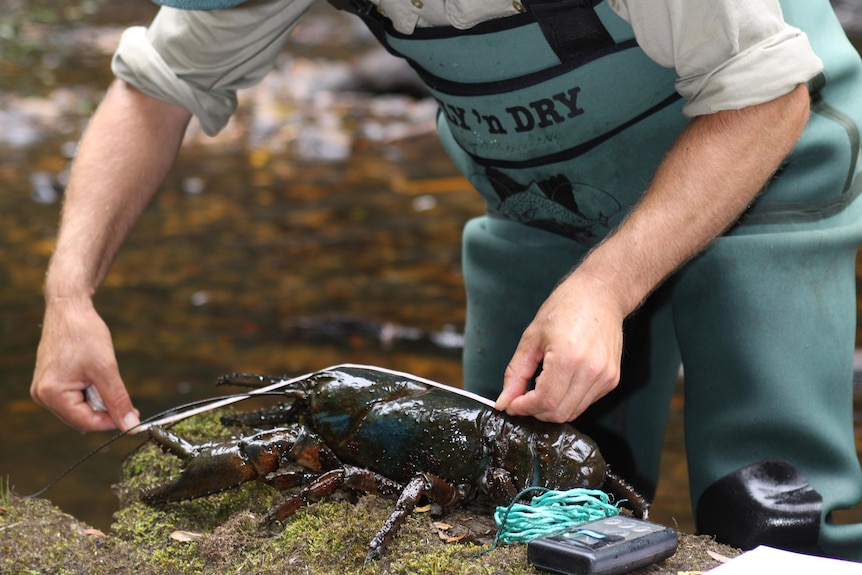 A man in waders uses a tape measure to check size of a freshwater crayfish on a log.