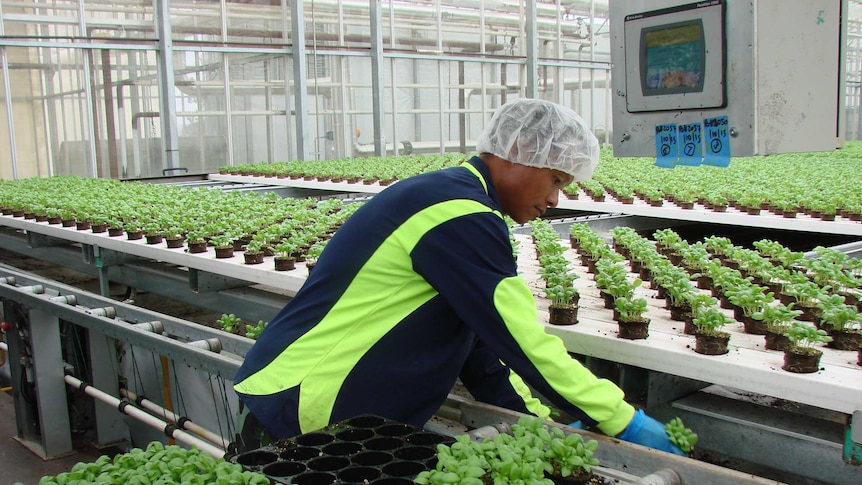Worker in greenhouse sets basil seedlings on conveyer belts at Cobbity near Sydney