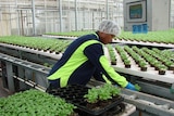 Worker in greenhouse sets basil seedlings on conveyer belts at Cobbity near Sydney