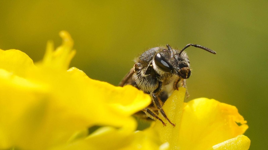 Close up of the head and part of the body of a native bee on a yellow brassica flower.