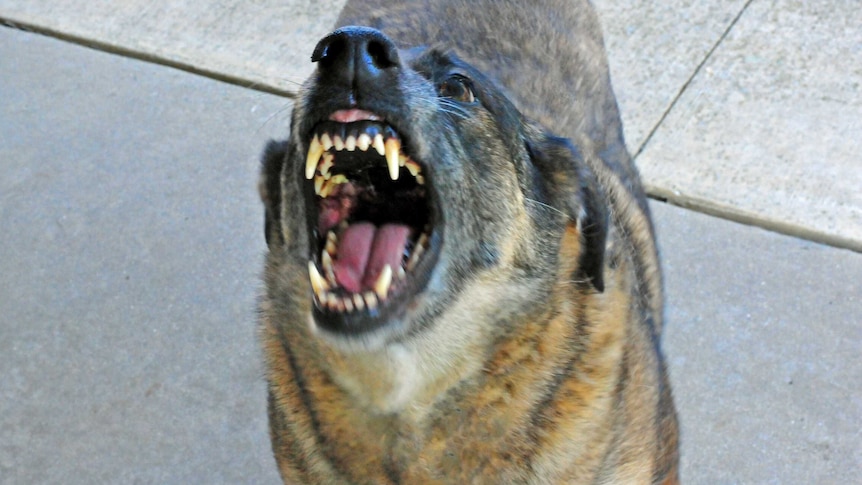 A dog shows its teeth as it snarls