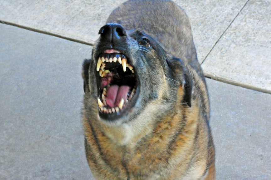 A dog shows its teeth as it snarls