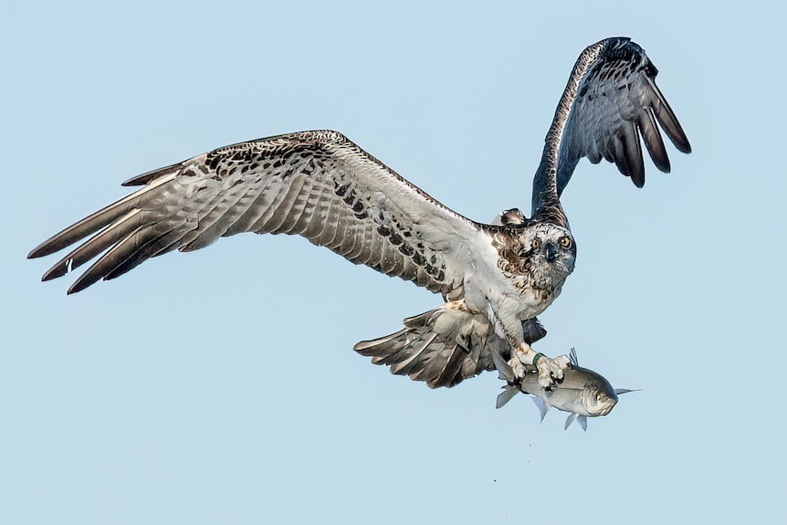 Osprey in mid-flight with fish in its talons, clear blue sky