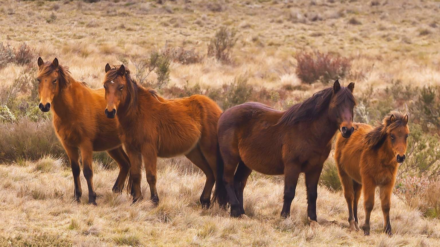 New South Wales Government Considers Aerial Shooting Of Brumbies To ...