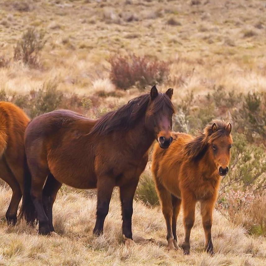 Three brown brumbies with a small, brown foal stand in an open plain in Kosciuszko National Park.