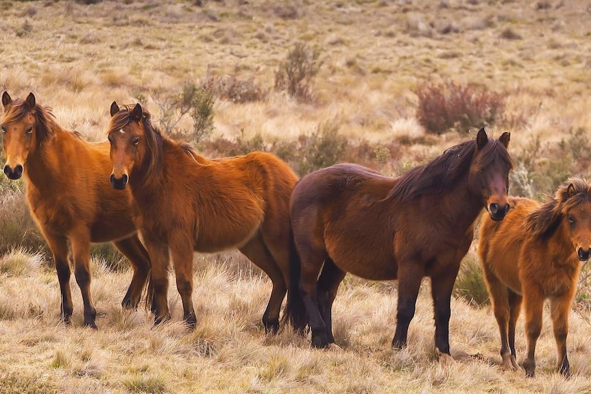 Three brown brumbies with a small, brown foal stand in an open plain in Kosciuszko National Park.