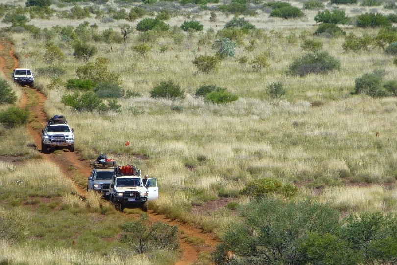 Four white cars are on a dirt track through low shrubbery. 