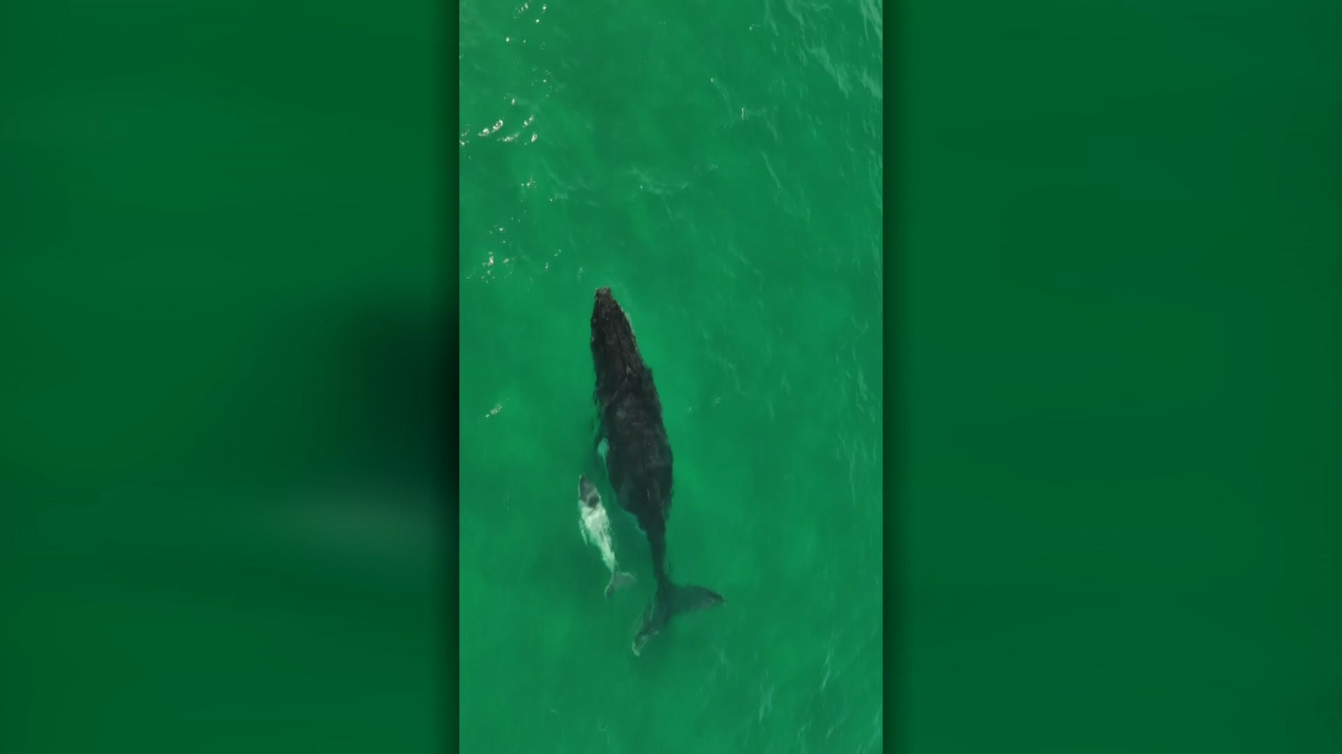 'Like a small iceberg': Rare whale calf spotted swimming off east coast