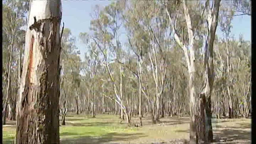 Riverina red gums protected from logging