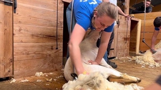 A woman with a pony tail shearing a sheep