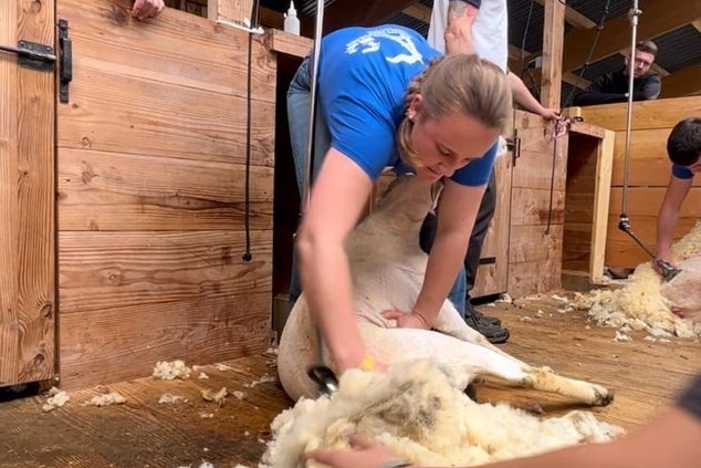 A woman with a pony tail shearing a sheep