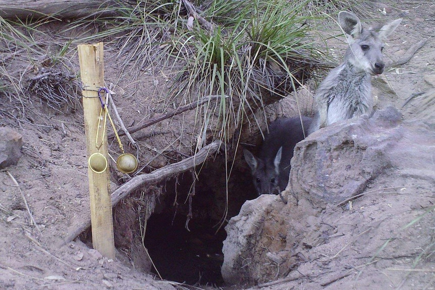 Two kangaroos can be seen inside a small dug well. One pokes its head above ground.