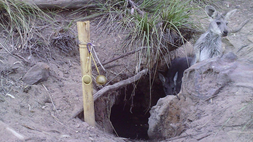 Two kangaroos can be seen inside a small dug well. One pokes its head above ground.