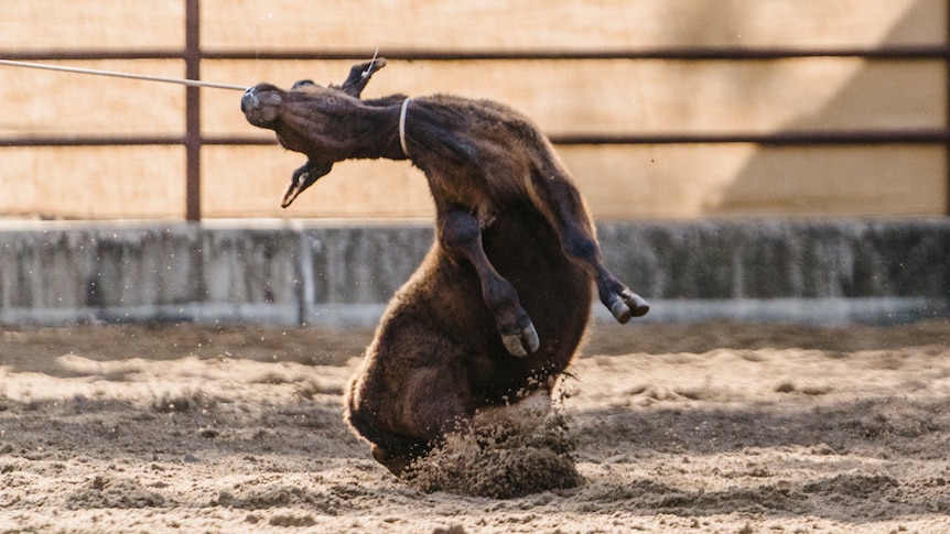 a calf with a rope around it's neck being pulled off its feet