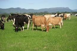 Organic cows  supply high premium organic milk