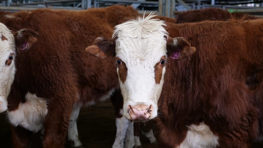 Cattle in a sale yard