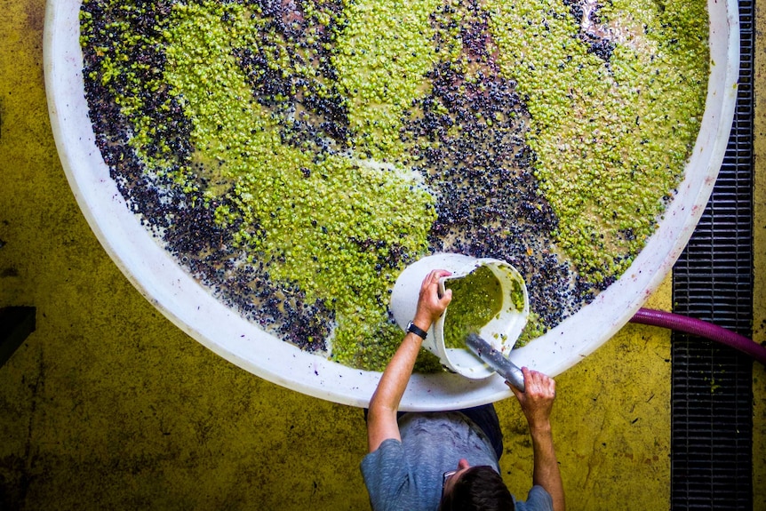 Fermenting Shiraz Viognier