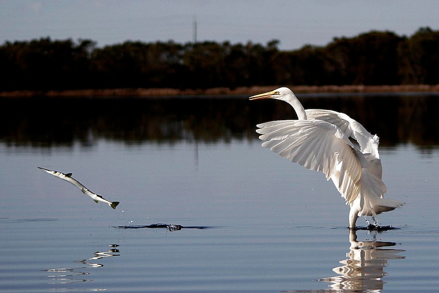 A great eastern egret chases a longtom.