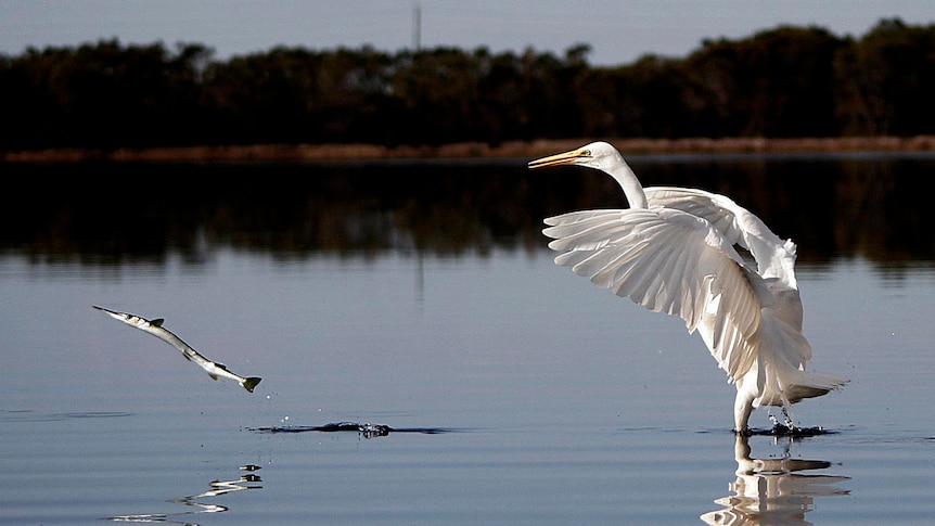 A great eastern egret chases a longtom at Budgewoi lake