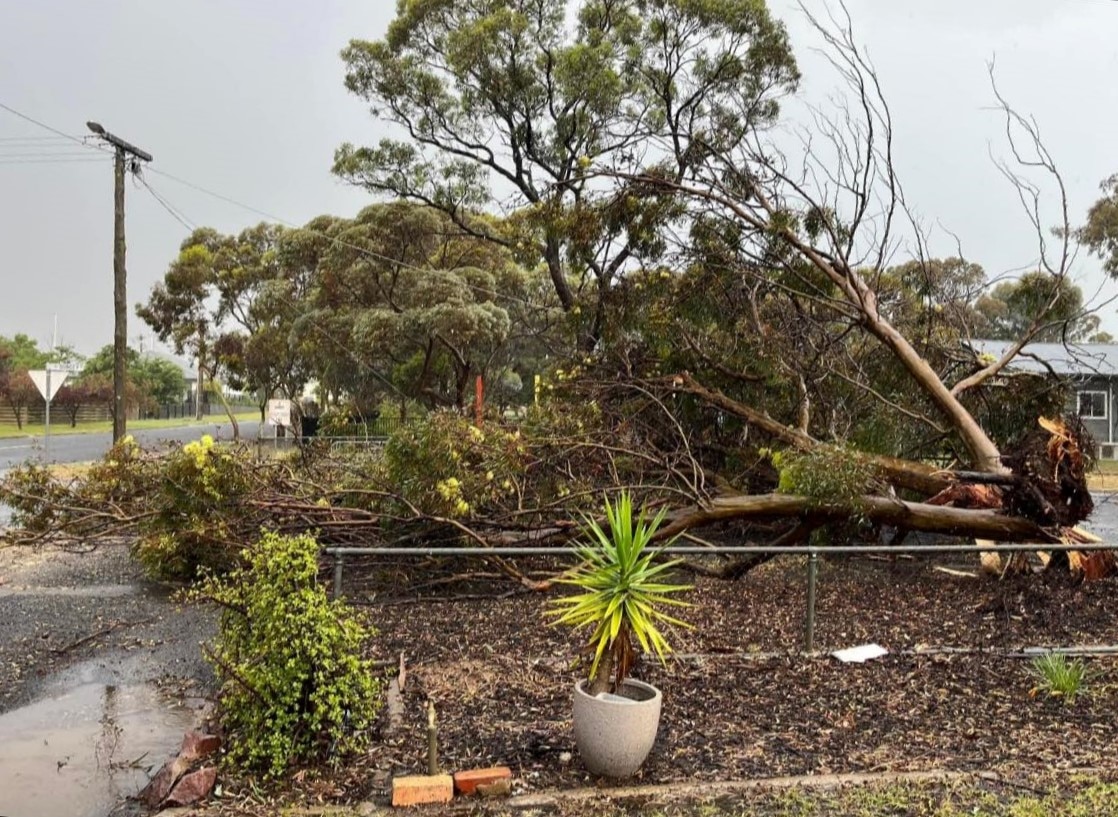 A large tree on its side with cracked bark in front of a house.