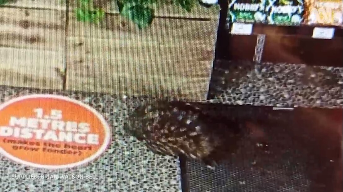 Echidna Spikes Drinks After Late Night Rampage Through Bottle Shop Abc News