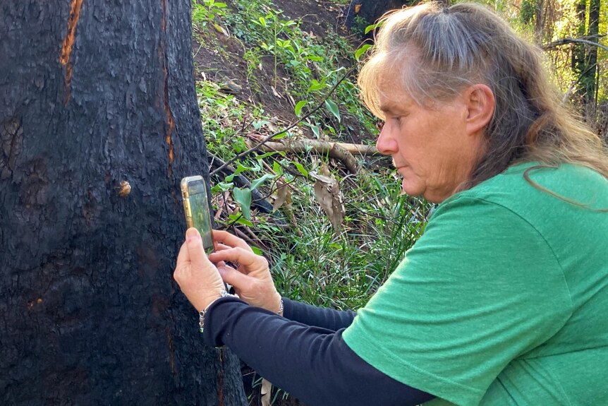 A woman takes a photo with her mobile phone of a cicada on a burnt tree trunk.